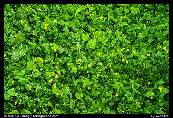 Close-up of clover and wildflowers, North Carolina. Great Smoky Mountains National Park, USA.