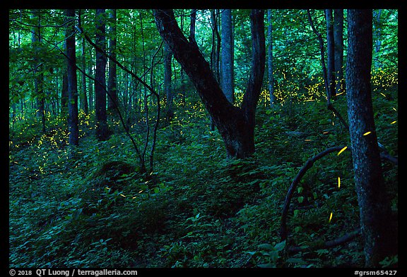 Synchronous fireflies (Photinus carolinus), early evening, Elkmont, Tennessee. Great Smoky Mountains National Park (color)