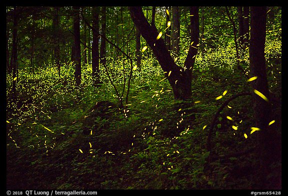 Synchronous lightning bugs (Photinus carolinus), late evening, Elkmont, Tennessee. Great Smoky Mountains National Park (color)