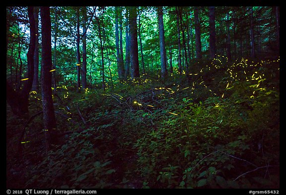 Light bugs in forest, Elkmont, Tennessee. Great Smoky Mountains National Park, USA.