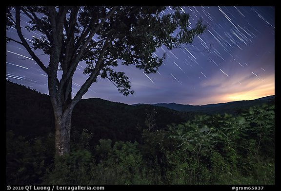 Tree and star trails, Cataloochee Overlook, Tennessee. Great Smoky Mountains National Park, USA.