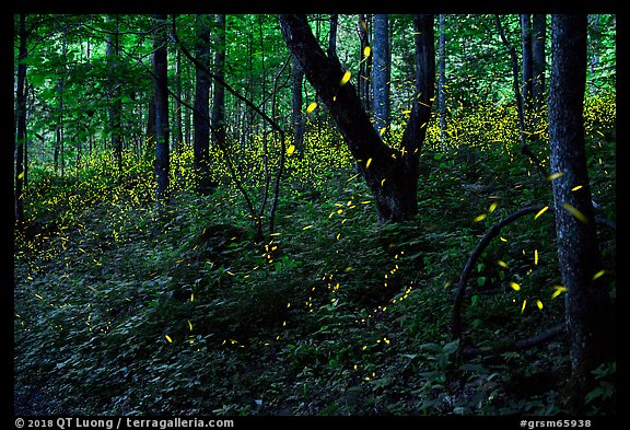 Synchronous lightning fireflies (Photinus carolinus), late evening, Elkmont, Tennessee. Great Smoky Mountains National Park, USA.