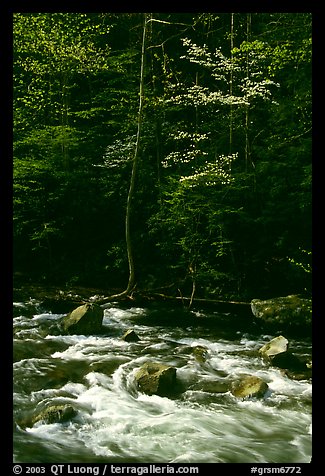 Sunlit Little River and dogwood tree in bloom, early morning, Tennessee. Great Smoky Mountains National Park, USA.