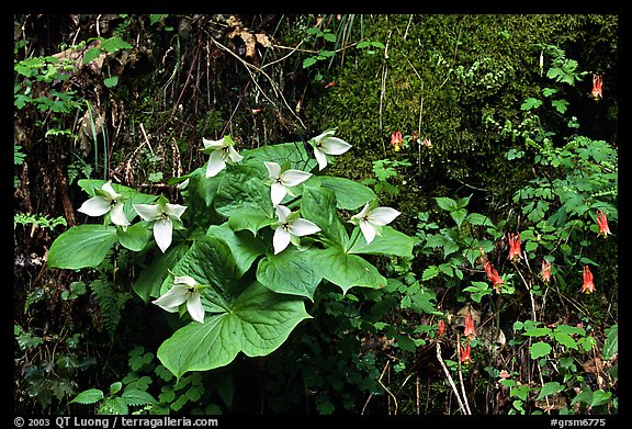 White trillium and columbine, Tennessee. Great Smoky Mountains National Park, USA.