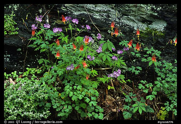 Undergrowth with Forget-me-nots and red Columbine, Tennessee. Great Smoky Mountains National Park, USA.
