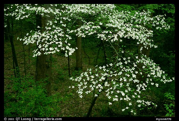 Flowering Dogwood (Cornus Florida). Great Smoky Mountains National Park