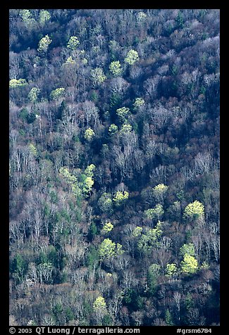 Distant mountain slope with partly leafed trees, North Carolina. Great Smoky Mountains National Park, USA.