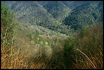 Shrubs and hillside, North Carolina. Great Smoky Mountains National Park, USA.