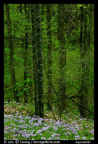 Forest with undergrowth of blue flowers, North Carolina. Great Smoky Mountains National Park, USA.