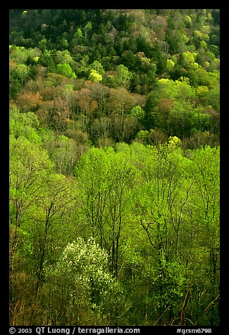 Verdant trees and hillside in spring, late afternoon, Tennessee. Great Smoky Mountains National Park, USA.