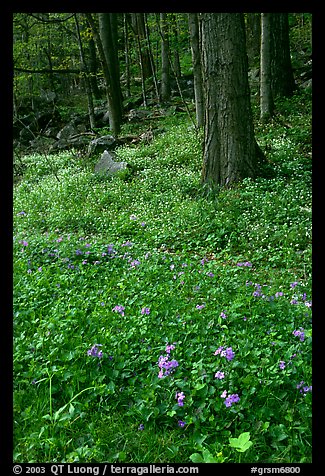 Blue flowers in forest, Chimney area, Tennessee. Great Smoky Mountains National Park, USA.