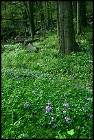 Blue flowers in forest, Chimney area, Tennessee. Great Smoky Mountains National Park, USA. (color)