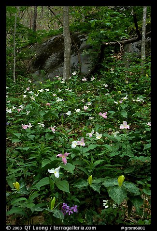 Multicolored Trillium in spring forest, Chimney area, Tennessee. Great Smoky Mountains National Park, USA.