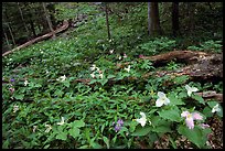 Forest undergrowth with multicolored Trillium, Chimney area, Tennessee. Great Smoky Mountains National Park, USA.
