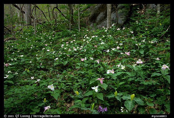 Carpet of multicolored Trilium in forest, Chimney area, Tennessee. Great Smoky Mountains National Park, USA.
