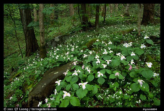 Carpet of White Trilium, Chimney Rock area, Tennessee. Great Smoky Mountains National Park (color)