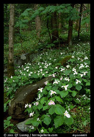 Carpet of White Trilium in verdant forest, Chimney area, Tennessee. Great Smoky Mountains National Park, USA.
