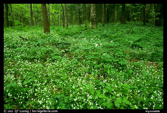 Forest floor covered with Fringed Phacelia (Phacelia fimbriata), Chimney area, Tennessee. Great Smoky Mountains National Park (color)