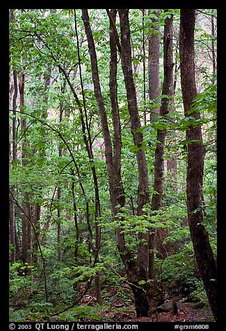 Spring Forest in rain, Chimney area, Tennessee. Great Smoky Mountains National Park (color)