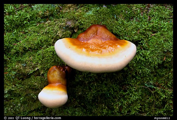 Mushroom close-up, Tennessee. Great Smoky Mountains National Park, USA.