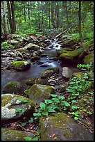 Mossy boulders and Cosby Creek, Tennessee. Great Smoky Mountains National Park, USA.