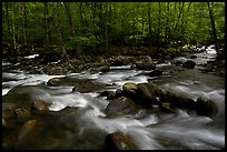 Confluence of the Middle Prong of the Little Pigeon River, Tennessee. Great Smoky Mountains National Park, USA.