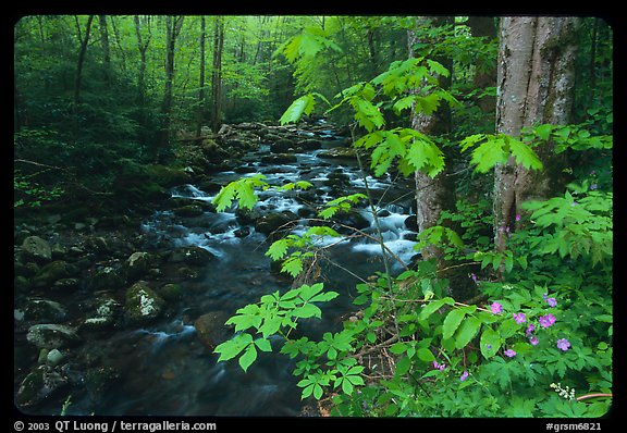 Wildflowers next to the Middle Prong of the Little Pigeon River, Tennessee. Great Smoky Mountains National Park, USA.