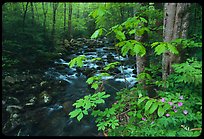Wildflowers next to the Middle Prong of the Little Pigeon River, Tennessee. Great Smoky Mountains National Park, USA.