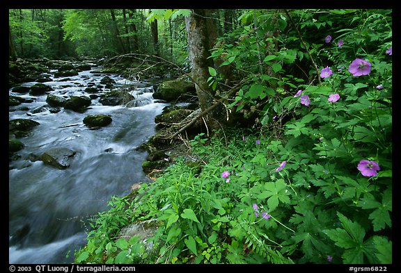Spring Wildflowers next river flowing in forest, Greenbrier, Tennessee. Great Smoky Mountains National Park, USA.