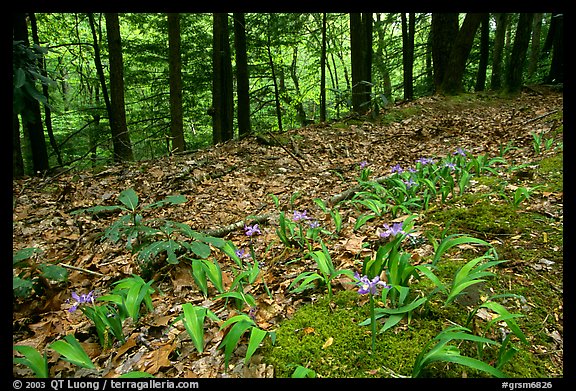 Forest floor with Crested Dwarf Iris, Greenbrier, Tennessee. Great Smoky Mountains National Park, USA.