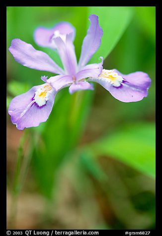 Crested Dwarf Iris close-up, Tennessee. Great Smoky Mountains National Park (color)