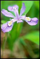 Crested Dwarf Iris close-up, Tennessee. Great Smoky Mountains National Park, USA. (color)