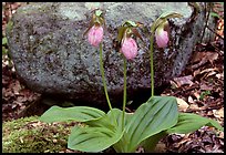 Pink lady slippers and rock, Greenbrier, Tennessee. Great Smoky Mountains National Park, USA.