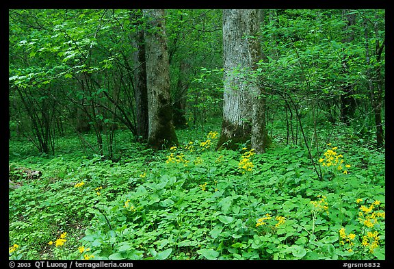 Yellow flowers on forest floor, Greenbrier, Tennessee. Great Smoky Mountains National Park, USA.