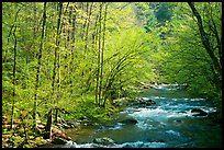 Middle Prong of the Little River in the sun, Tennessee. Great Smoky Mountains National Park, USA.