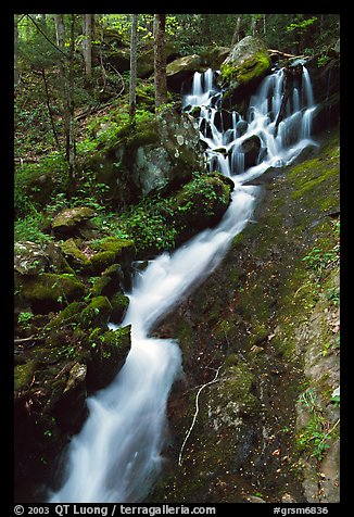Small cascading stream, Treemont, Tennessee. Great Smoky Mountains National Park, USA.
