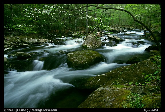 Arching dogwood in bloom over the Middle Prong of the Little River, Tennessee. Great Smoky Mountains National Park, USA.