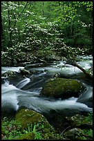 Blooming dogwood and stream flowing over boulders, Middle Prong of the Little River, Tennessee. Great Smoky Mountains National Park, USA. (color)