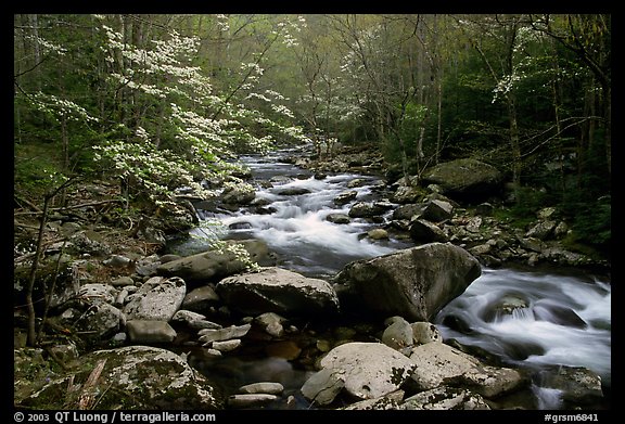 Spring scene of dogwood trees next to river flowing over boulders, Treemont, Tennessee. Great Smoky Mountains National Park (color)