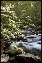 Blooming dogwoods along the Middle Prong of the Little River, Tennessee. Great Smoky Mountains National Park, USA. (color)