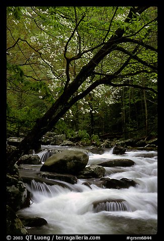 Dogwoods trees in bloom overhanging river cascades, Middle Prong of the Little River, Tennessee. Great Smoky Mountains National Park, USA.