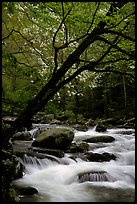 Dogwoods trees in bloom overhanging river cascades, Middle Prong of the Little River, Tennessee. Great Smoky Mountains National Park, USA.