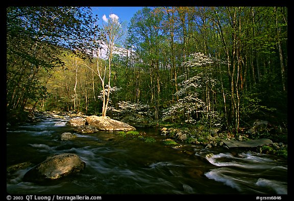 River and dogwoods, late afternoon sun, Middle Prong of the Little River, Tennessee. Great Smoky Mountains National Park, USA.
