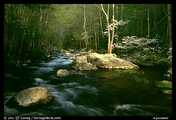 Blossoming Dogwoods, late afternoon sun, Middle Prong of the Little River, Tennessee. Great Smoky Mountains National Park, USA.