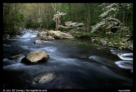 Stream and dogwoods in bloom, Middle Prong of the Little River, late afternoon, Tennessee. Great Smoky Mountains National Park (color)