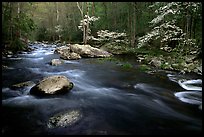 Stream and dogwoods in bloom, Middle Prong of the Little River, late afternoon, Tennessee. Great Smoky Mountains National Park, USA.