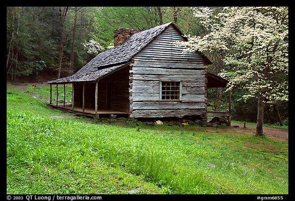 Noah Ogle Farm and dogwood tree in bloom, Tennessee. Great Smoky Mountains National Park (color)