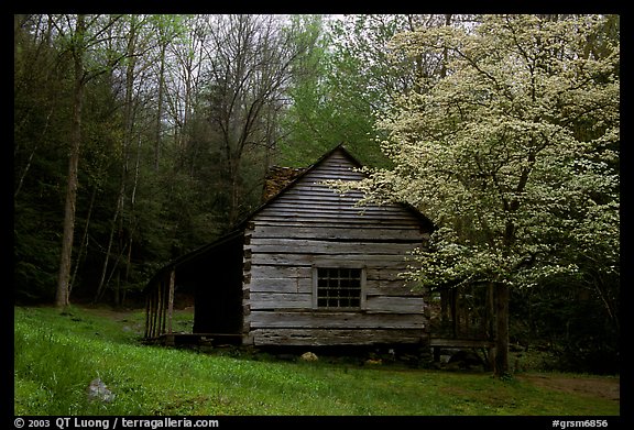 Noah Ogle log cabin in the spring, Tennessee. Great Smoky Mountains National Park, USA.