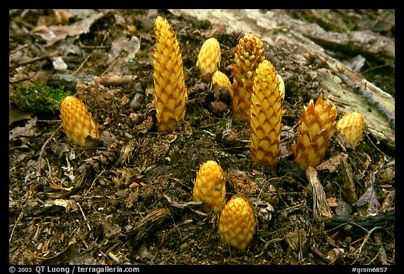 Squaw root (Conopholis americana), Tennessee. Great Smoky Mountains National Park (color)
