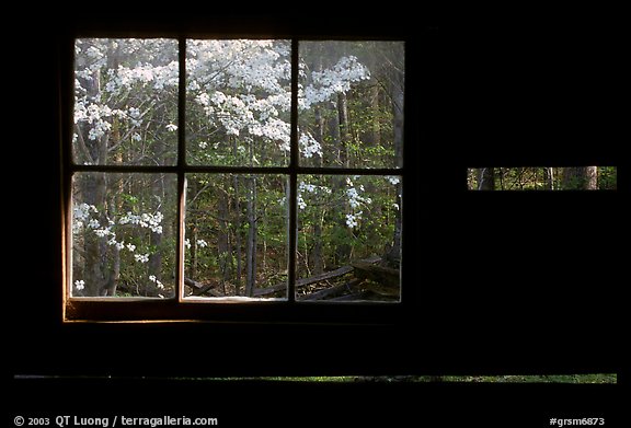 Dogwood blossoms seen from inside log cabin of Jim Bales, Tennessee. Great Smoky Mountains National Park (color)
